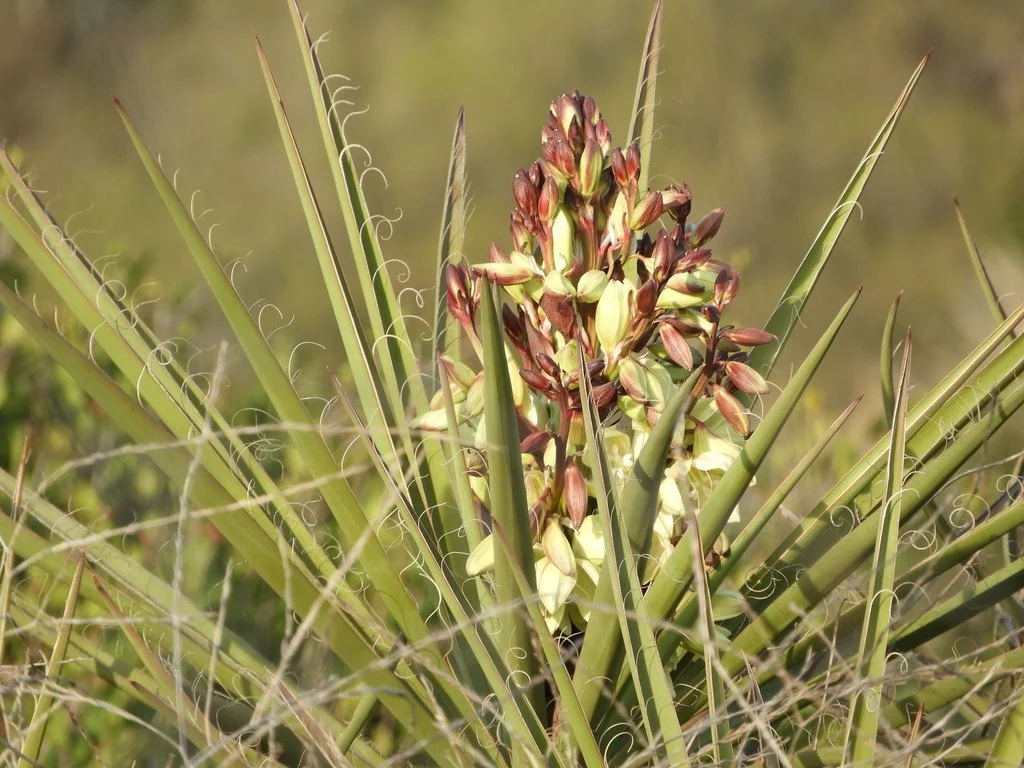 Yucca — Spadefoot Nursery, Inc.